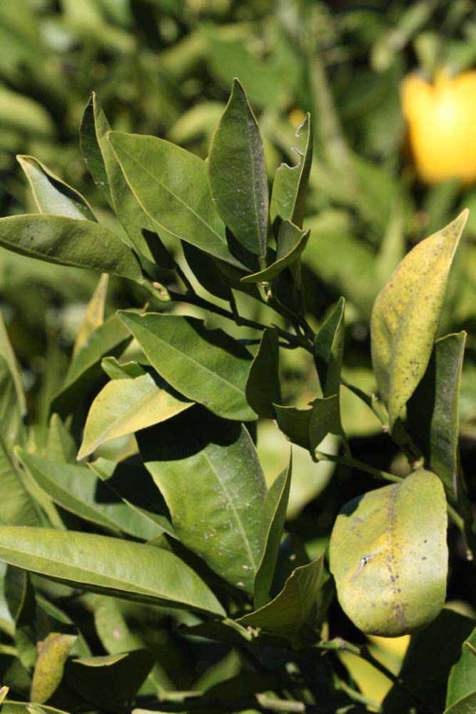            Sun leaves (Riverside, CA)   